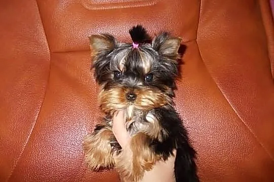 York*Yorki*Yorkshire Terrier*Prześliczne sunie 3,5