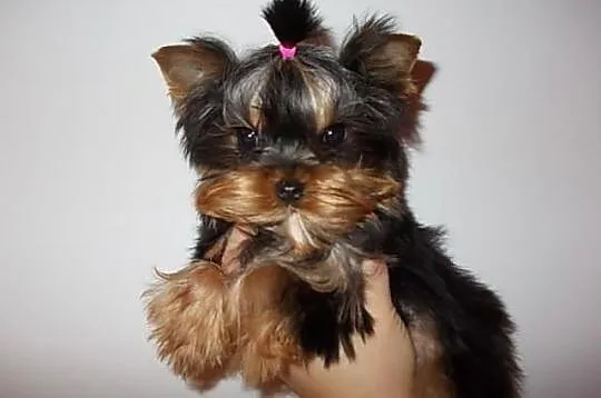 York*Yorki*Yorkshire Terrier*Prześliczne sunie 3,5