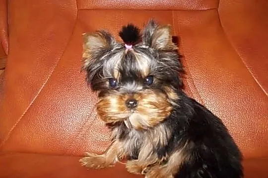 York*Yorki*Yorkshire Terrier*Prześliczne sunie 3,5