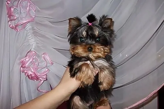 York*Yorki*Yorkshire Terrier*Prześliczne sunie 3,5