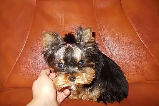 York*Yorki*Yorkshire Terrier*Prześliczne sunie 3,5