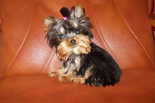 York*Yorki*Yorkshire Terrier*Prześliczne sunie 3,5