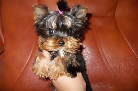 York*Yorki*Yorkshire Terrier*Prześliczne sunie 3,5