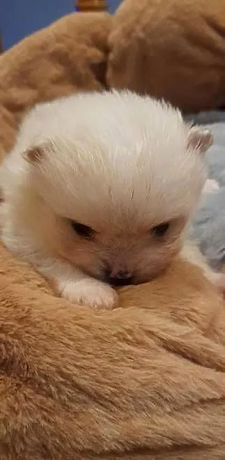 Szpic miniaturowy pomeranian, Małopolskie, Janowice