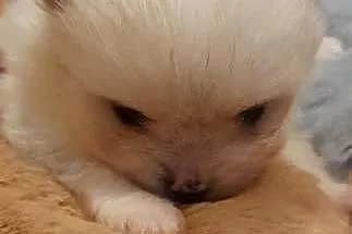Szpic miniaturowy pomeranian