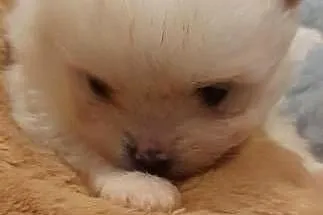 Szpic miniaturowy pomeranian, Małopolskie, Janowice