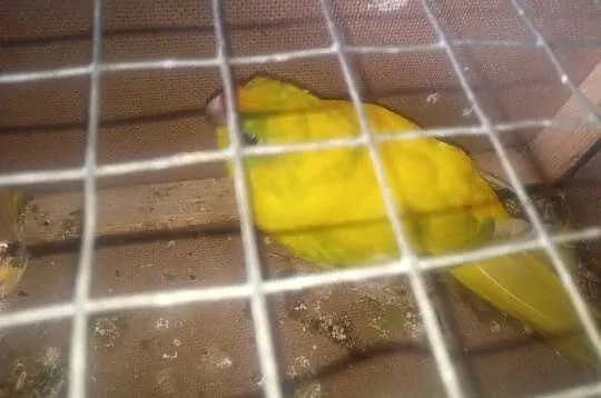 Parka papug modrolotek lemonowanych