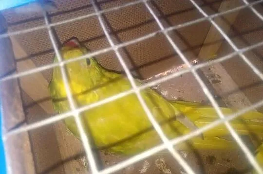 Parka papug modrolotek lemonowanych, Podkarpackie, Brzyście