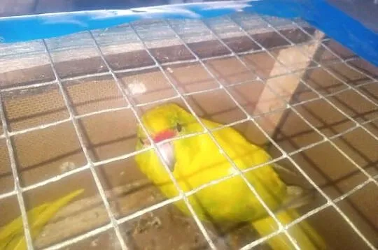 Parka papug modrolotek lemonowanych, Podkarpackie, Brzyście