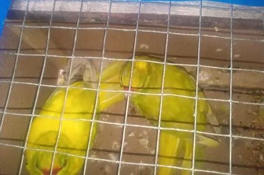 Parka papug modrolotek lemonowanych, Podkarpackie, Brzyście