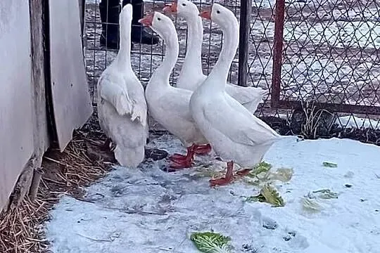 Gęsi chińskie, Małopolskie, Wawrzeńczyce