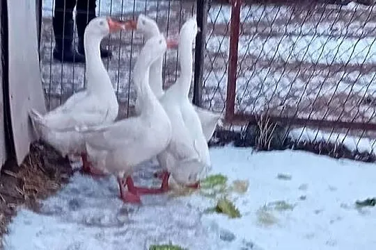 Gęsi chińskie, Małopolskie, Wawrzeńczyce