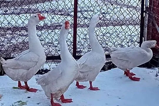 Gęsi chińskie, Małopolskie, Wawrzeńczyce