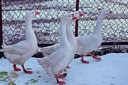 Gęsi chińskie, Małopolskie, Wawrzeńczyce