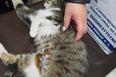 Cudna kotka Kaśka szuka domu ! ,  dolnośląskie Wro