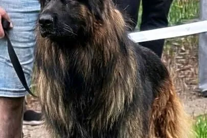 Owczarek Niemiecki Długowłosy, Kujawsko-pomorskie, Mogilno