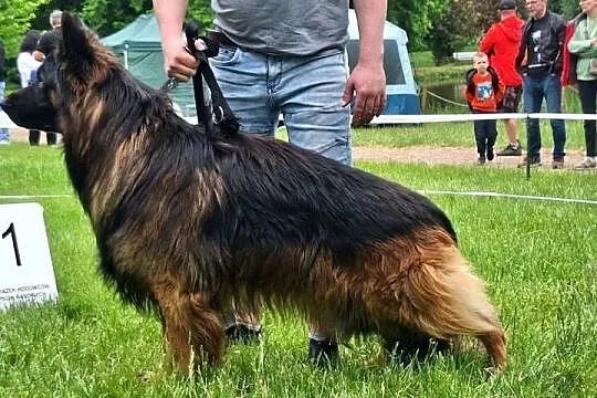 Owczarek Niemiecki Długowłosy, Kujawsko-pomorskie, Mogilno