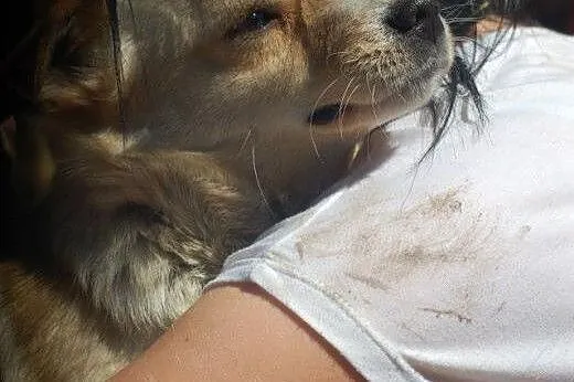 Bella - przyjazna do dzieci, miła suczka szuka dom