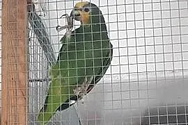 Amazonka kurika (modrobrewa) samiec