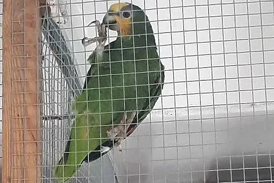 Amazonka kurika (modrobrewa) samiec, Małopolskie, Skała