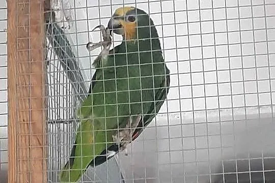 Amazonka kurika (modrobrewa) samiec, Małopolskie, Skała