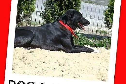 38 kg,dog mix,mniejsza,nieśmiała,łagodna,spokojna suczka DOGA.Adopcja,  mazowieckie Warszawa