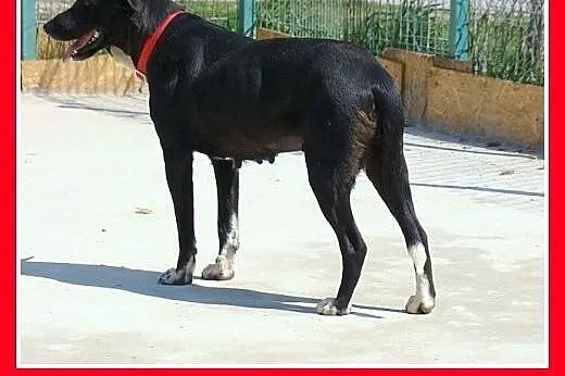 38 kg,dog mix,mniejsza,nieśmiała,łagodna,spokojna 