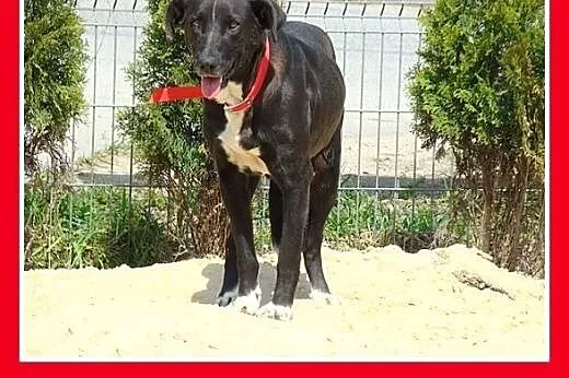 38 kg,dog mix,mniejsza,nieśmiała,łagodna,spokojna 