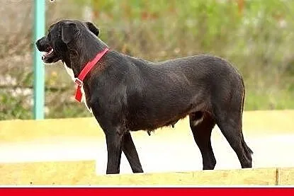 38 kg,dog mix,mniejsza,nieśmiała,łagodna,spokojna 