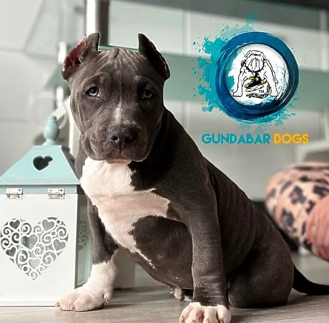 American Bully ABKC Gundabar Dogs suczka, Wielkopolskie, Koło