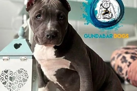 American Bully ABKC Gundabar Dogs suczka, Wielkopolskie, Koło