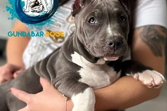 American Bully ABKC Gundabar Dogs suczka, Wielkopolskie, Koło