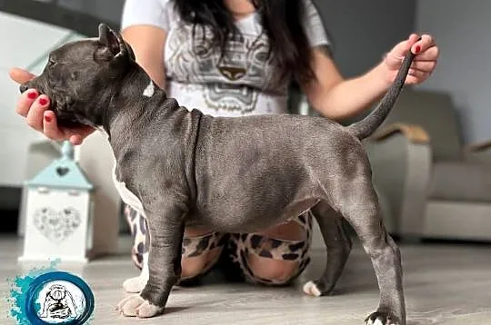 American Bully ABKC Gundabar Dogs suczka, Wielkopolskie, Koło