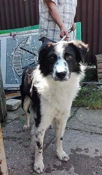Psiakowi w typie Border Collie grozi schronisko o
