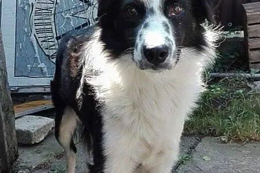 Psiakowi w typie Border Collie grozi schronisko o 