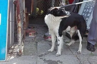 Psiakowi w typie Border Collie grozi schronisko o 