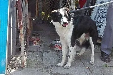 Psiakowi w typie Border Collie grozi schronisko o 
