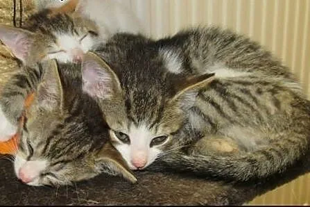Brykanie to jest to co malutki Tygrysek lubi najba
