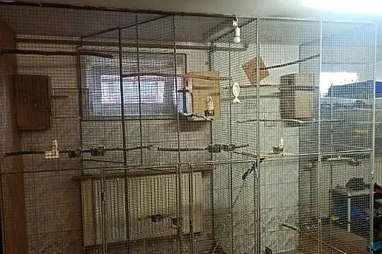 Woliera wewnętrzna na ptaki.