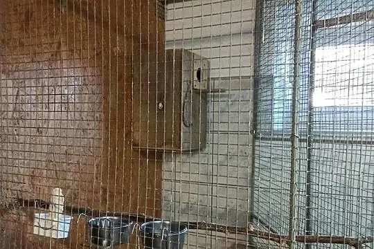 Woliera wewnętrzna na ptaki., Podkarpackie, Przemyśl