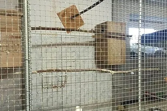 Woliera wewnętrzna na ptaki., Podkarpackie, Przemyśl