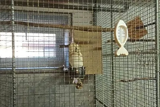 Woliera wewnętrzna na ptaki., Podkarpackie, Przemyśl