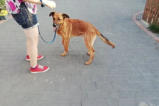 KORIN jest mistrzem skakania, a przy tym psiakiem do pokochania!, Mazowieckie, Warszawa
