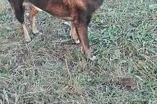 Psiak który nie jest najmłodszy lecz ma wielkie serce szuka domku, Małopolskie, Kraków