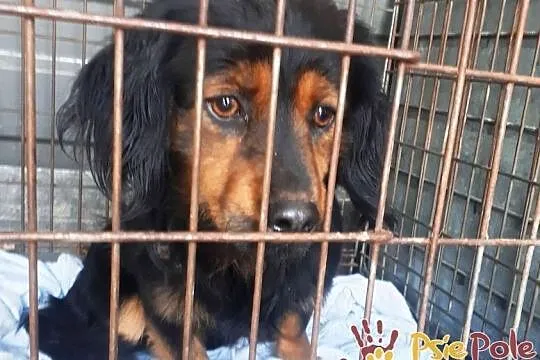 ELIASZ-Mały spokojny bardzo smutny psiak szuka dom, Kraków