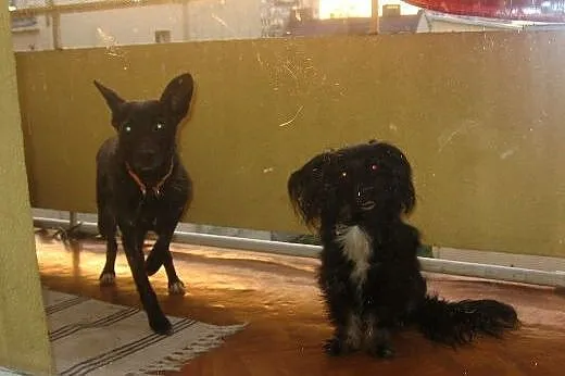 Kama-czarna piękność,wysterylizowana,adopcja!!,  ś