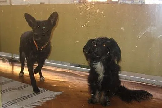 Kama-czarna piękność,wysterylizowana,adopcja!!,  ś