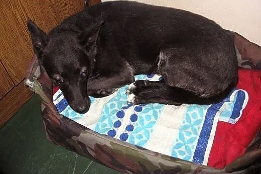 Kama-czarna piękność,wysterylizowana,adopcja!!,  ś
