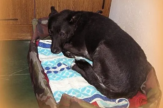 Kama-czarna piękność,wysterylizowana,adopcja!!,  ś