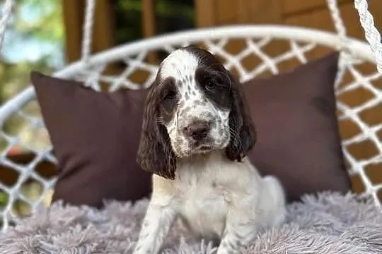 Śliczny piesek Cocker Spaniel Angielski liver Roan z rodowodem, Mazowieckie, Warszawa